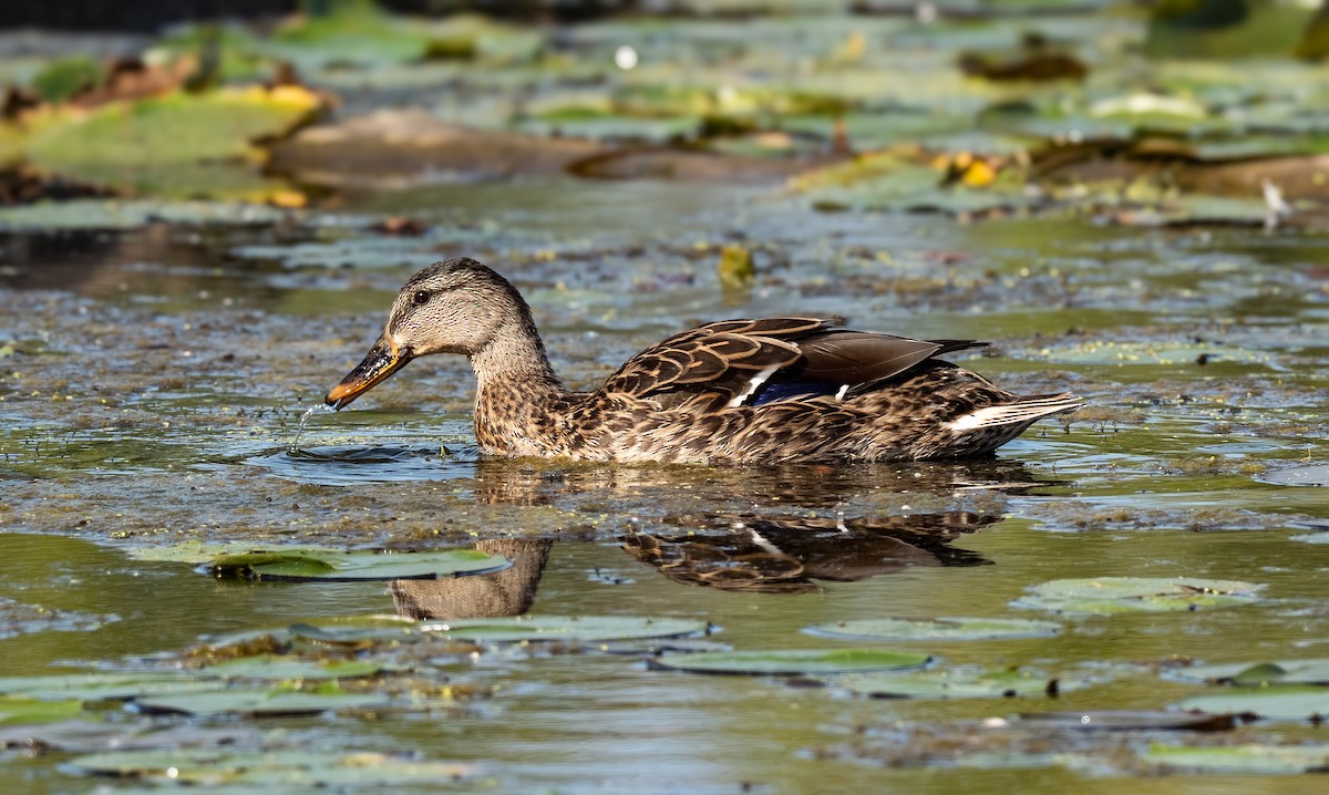 Зэрлэг нугас - ML640753072