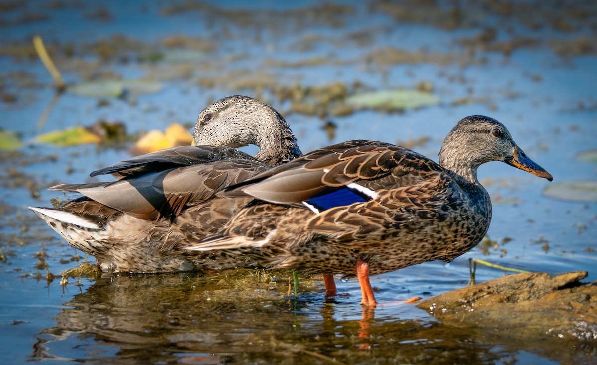 Зэрлэг нугас - ML640753073