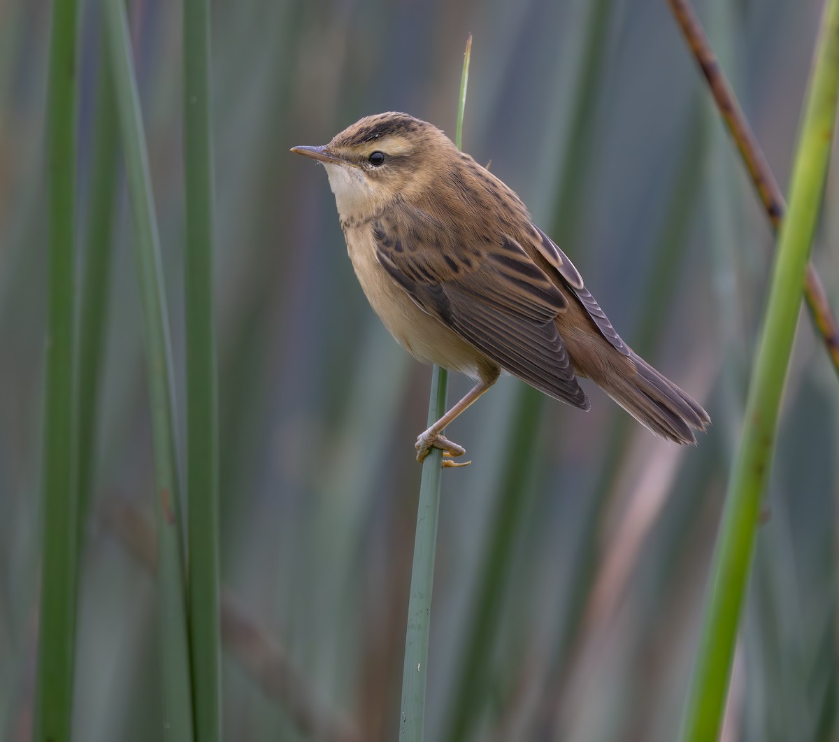 Sedge Warbler - ML640753081