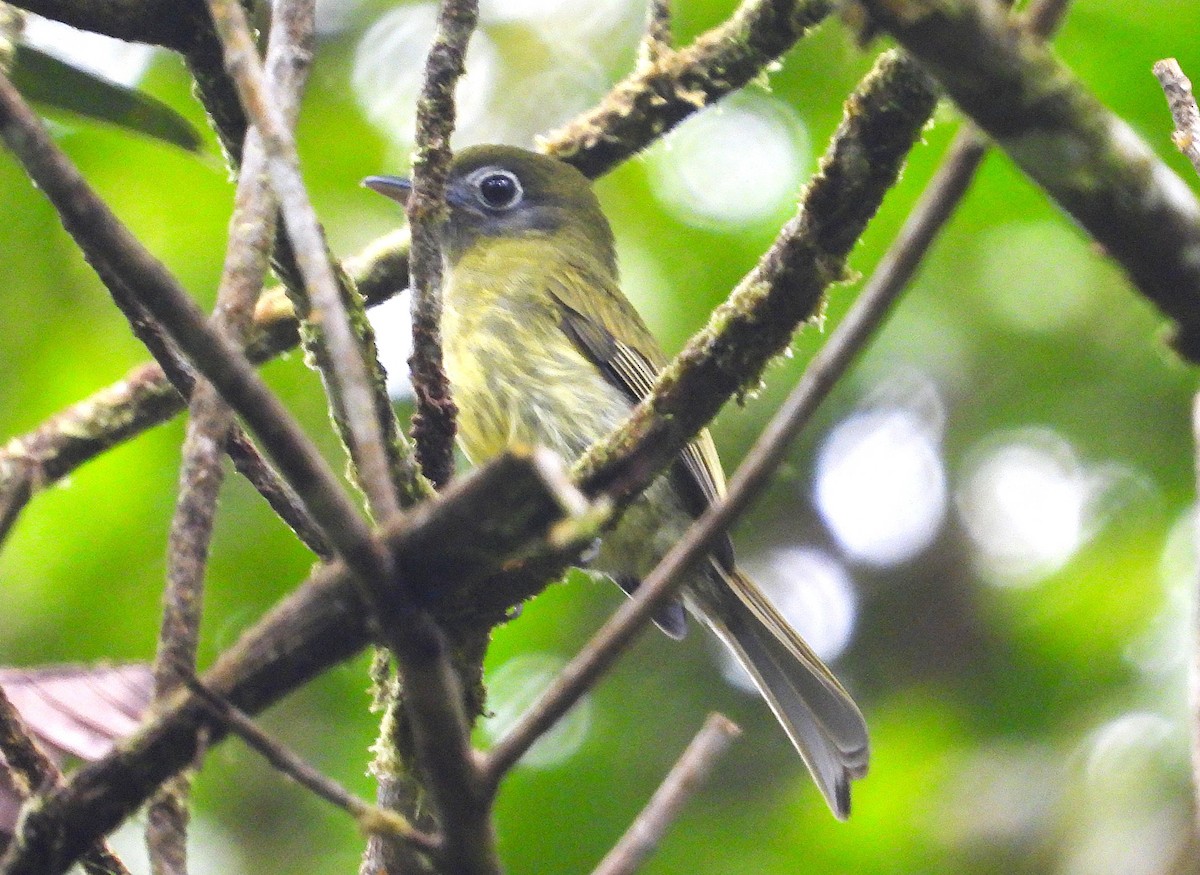 Eye-ringed Flatbill - ML640753150