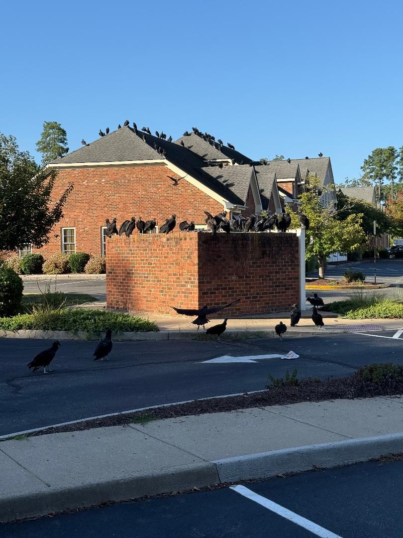 Black Vulture - ML640753153