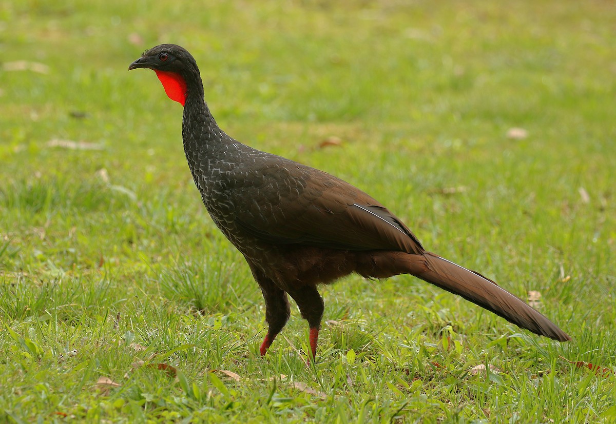 Cauca Guan - ML640753185
