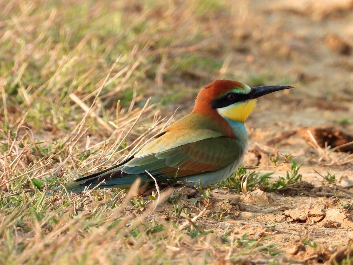European Bee-eater - ML640753191