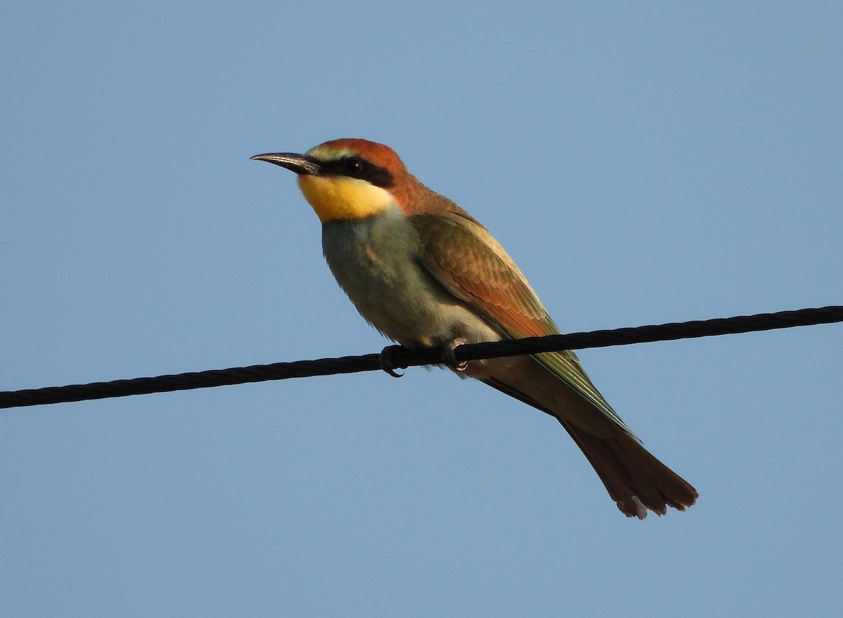European Bee-eater - ML640753192