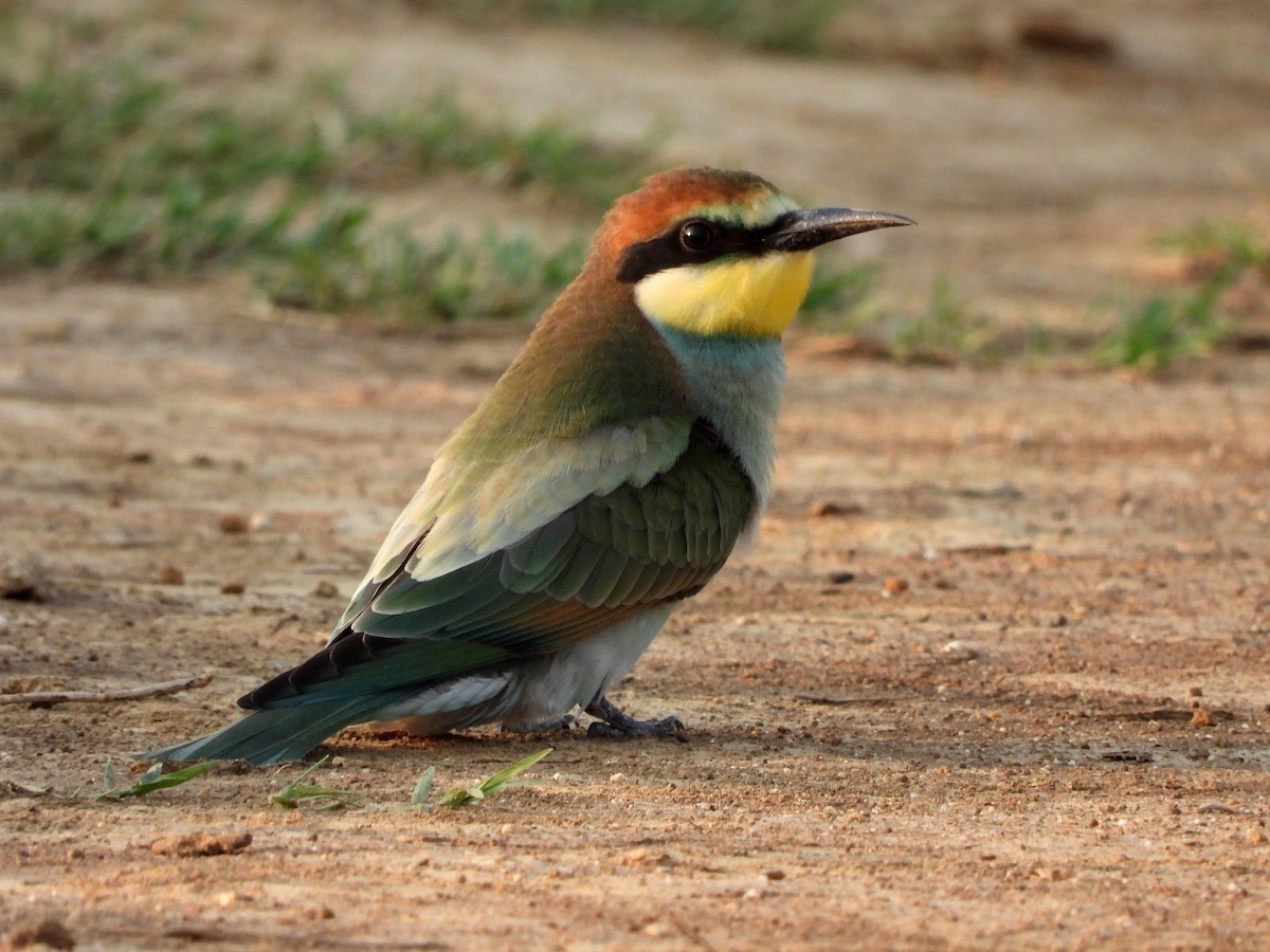European Bee-eater - ML640753193