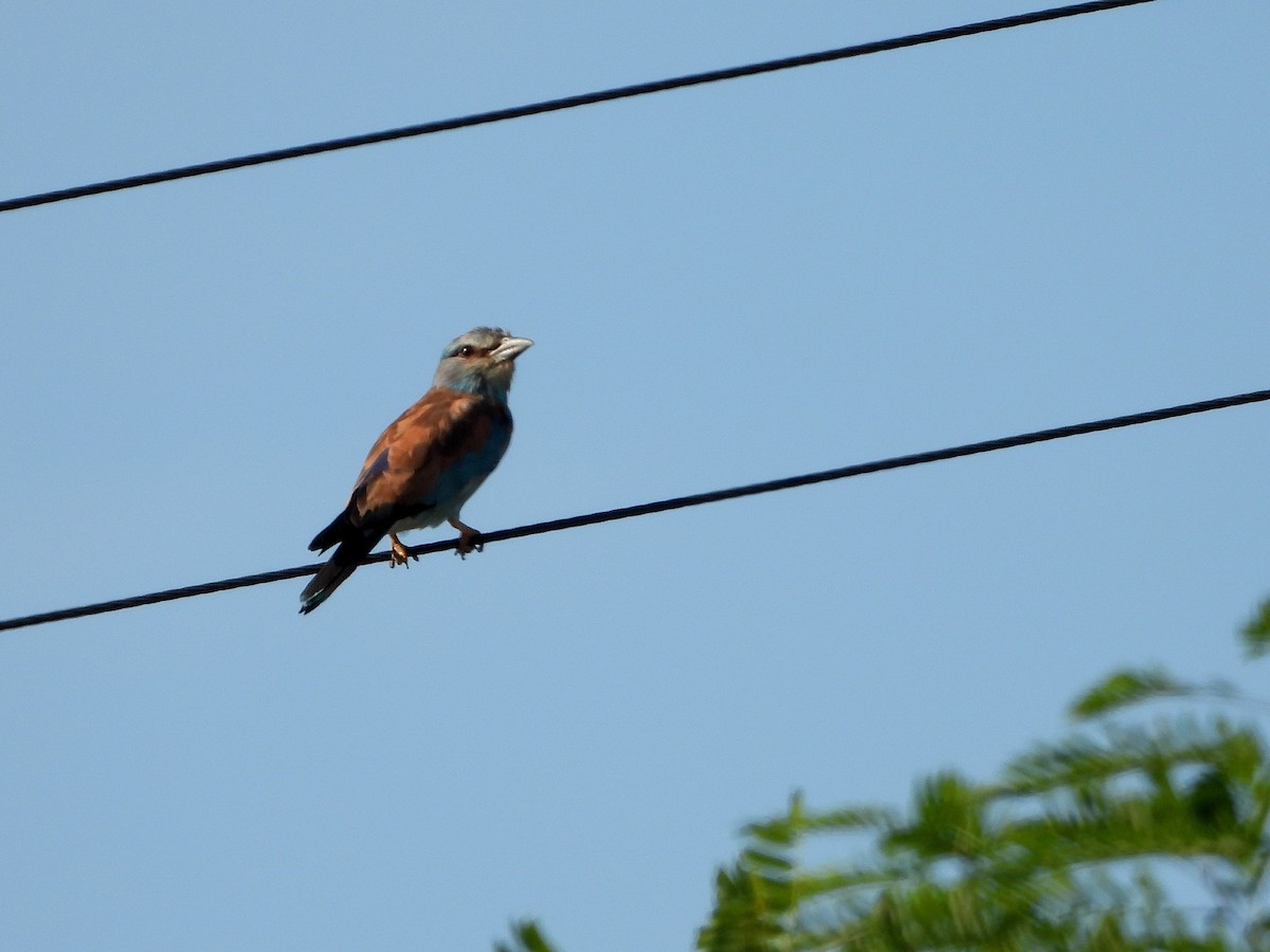 European Roller - ML640753210
