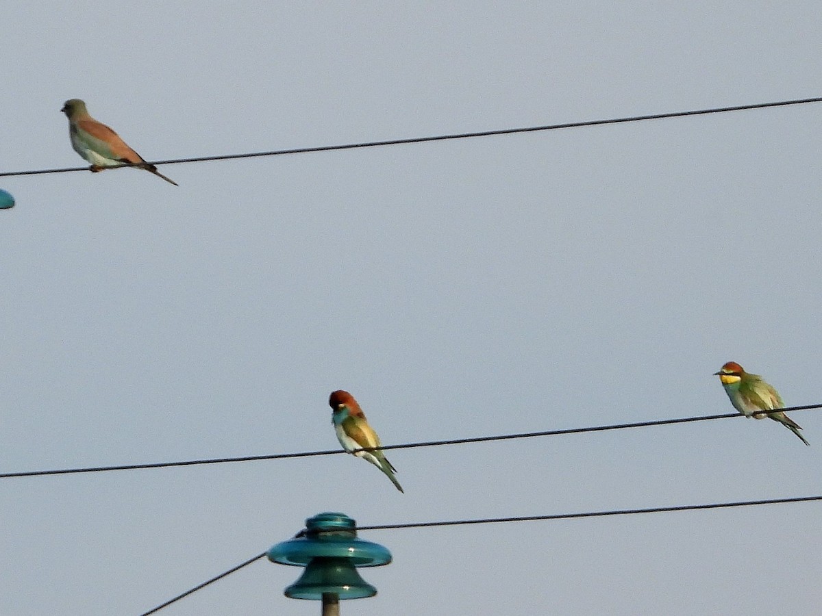 European Roller - ML640753211