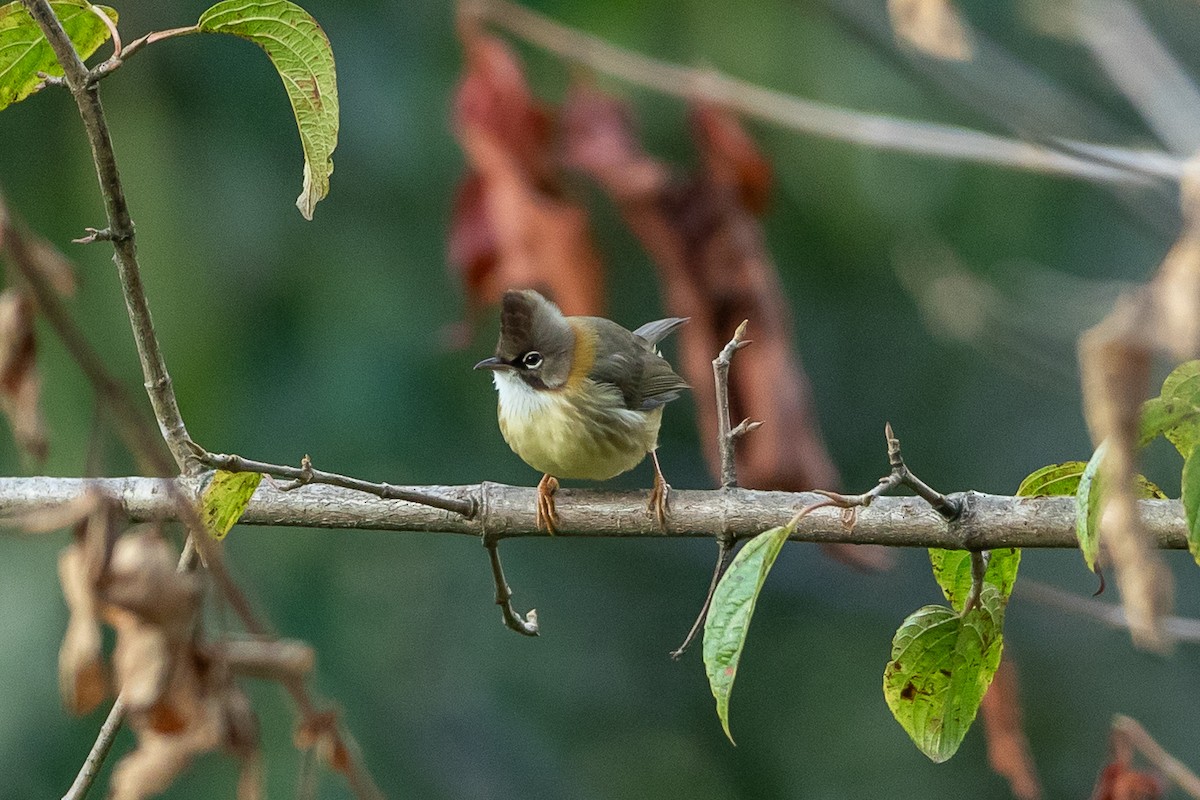 Yuhina Bigotuda - ML640753252