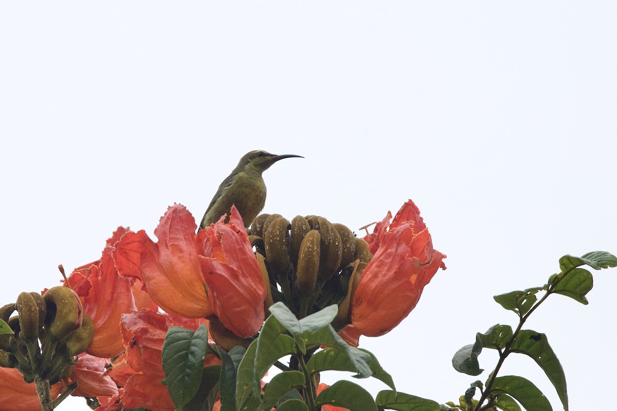 Olive Sunbird - ML640753260