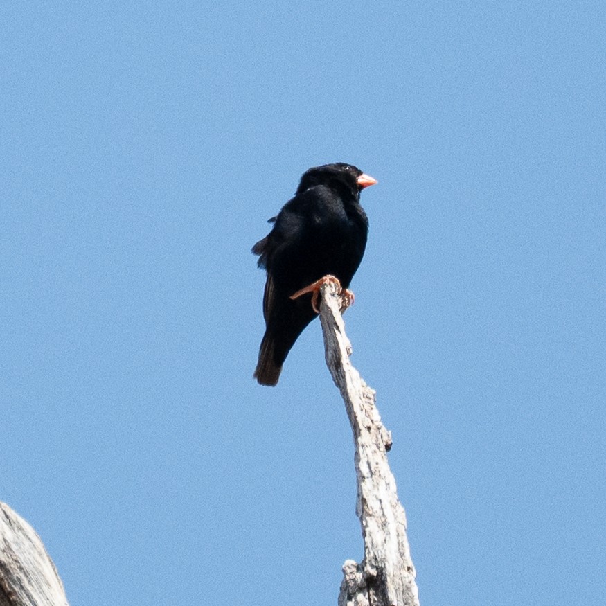 Purple Indigobird - ML640753271
