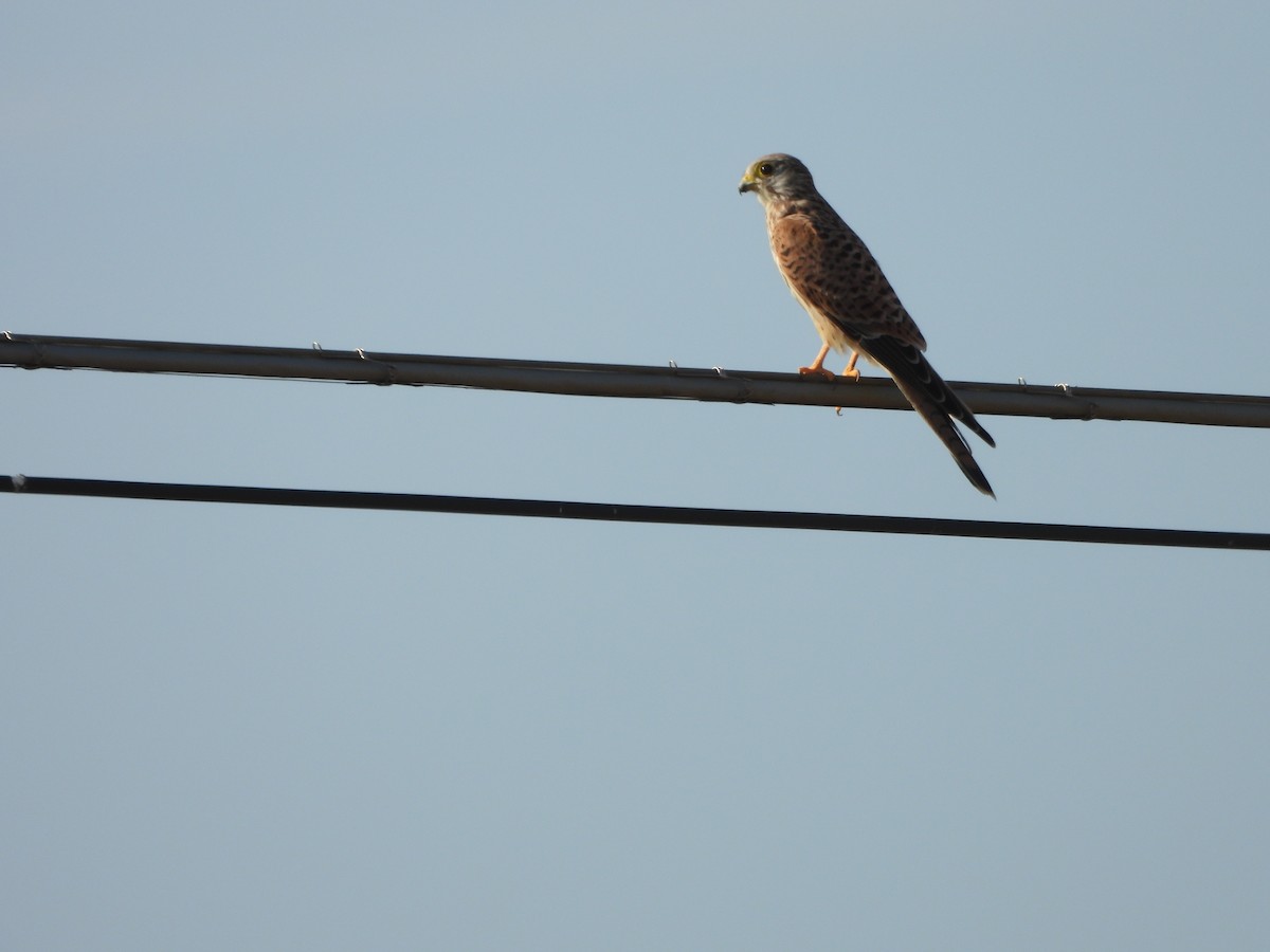 Eurasian Kestrel - ML640753272