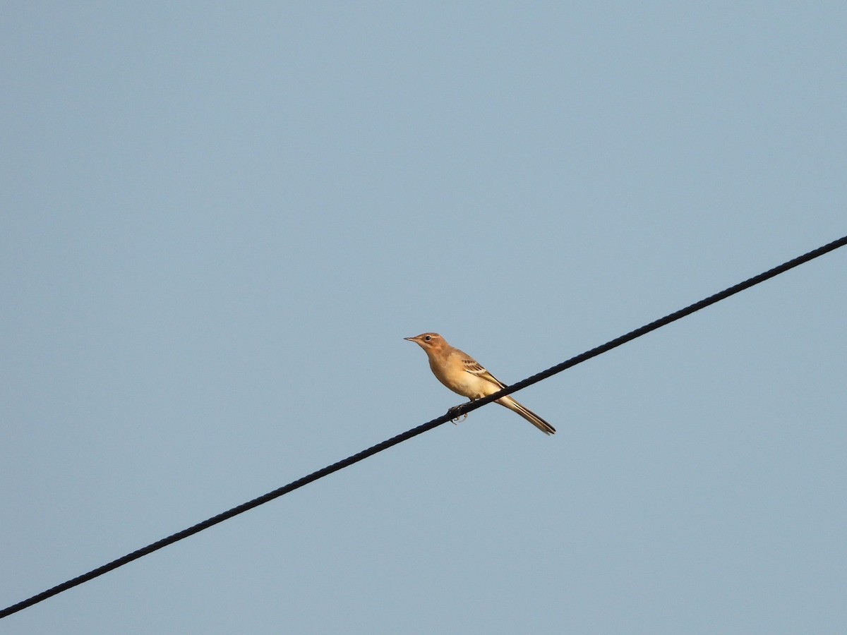 Western Yellow Wagtail - ML640753285