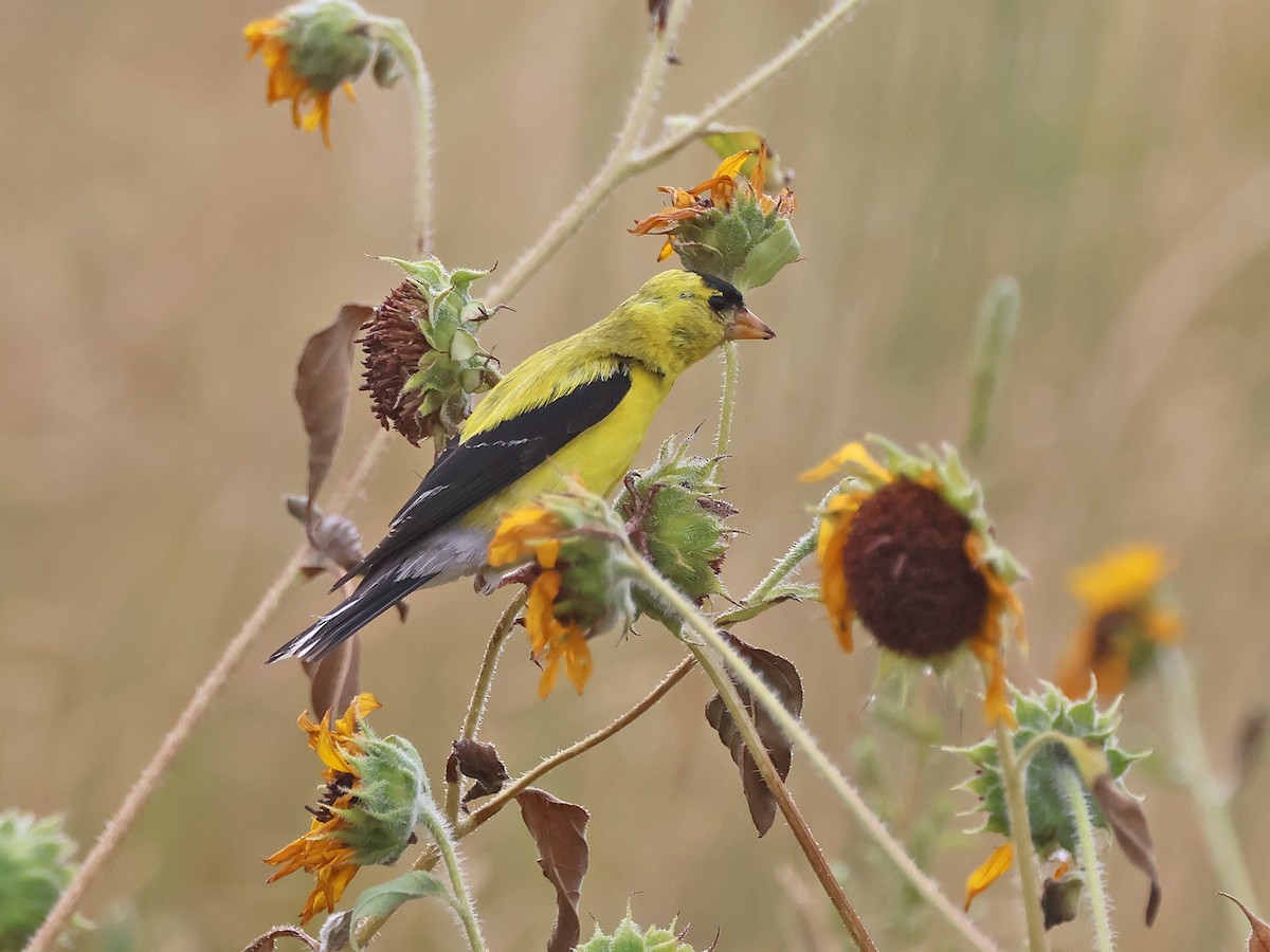 American Goldfinch - ML640753331