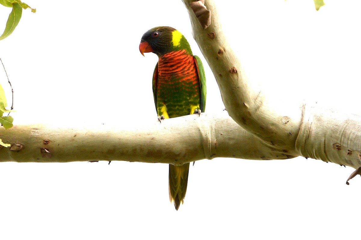 Coconut Lorikeet - ML640753369