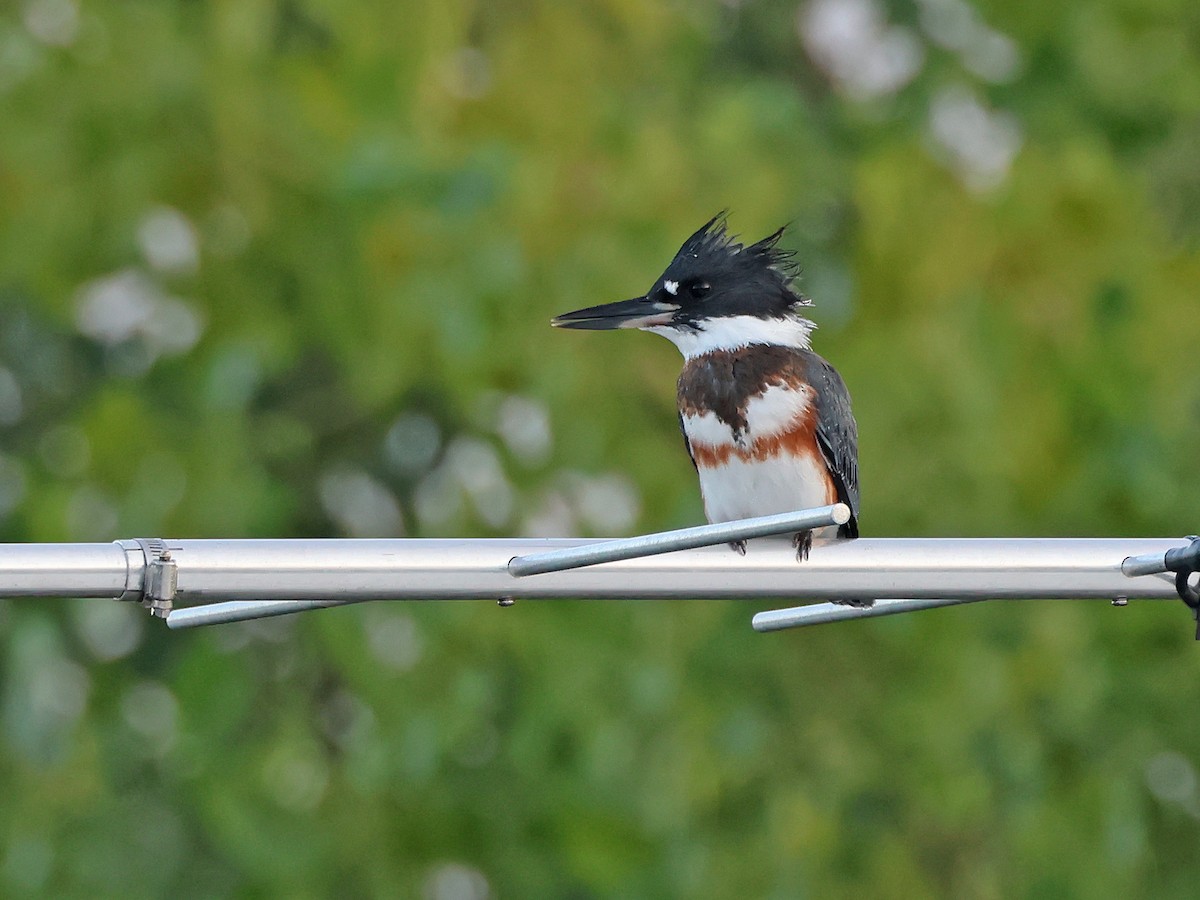 Belted Kingfisher - ML640753372