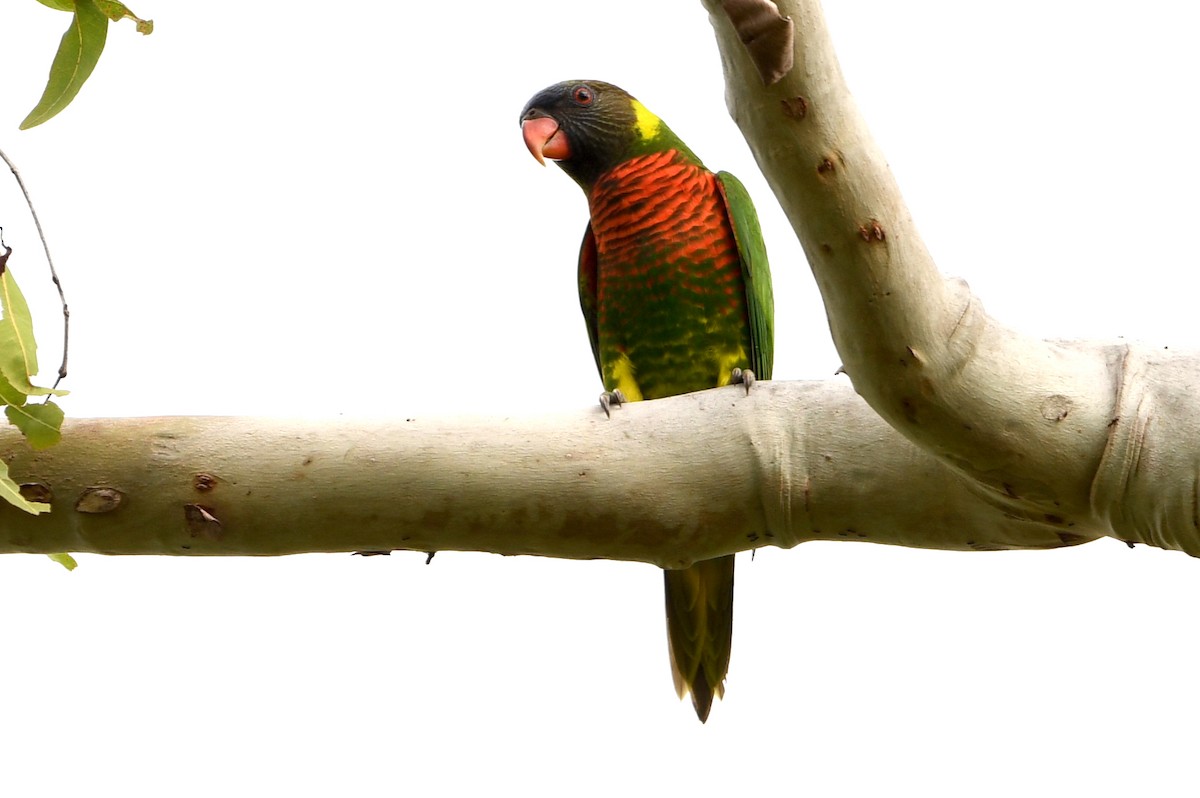 Coconut Lorikeet - ML640753373