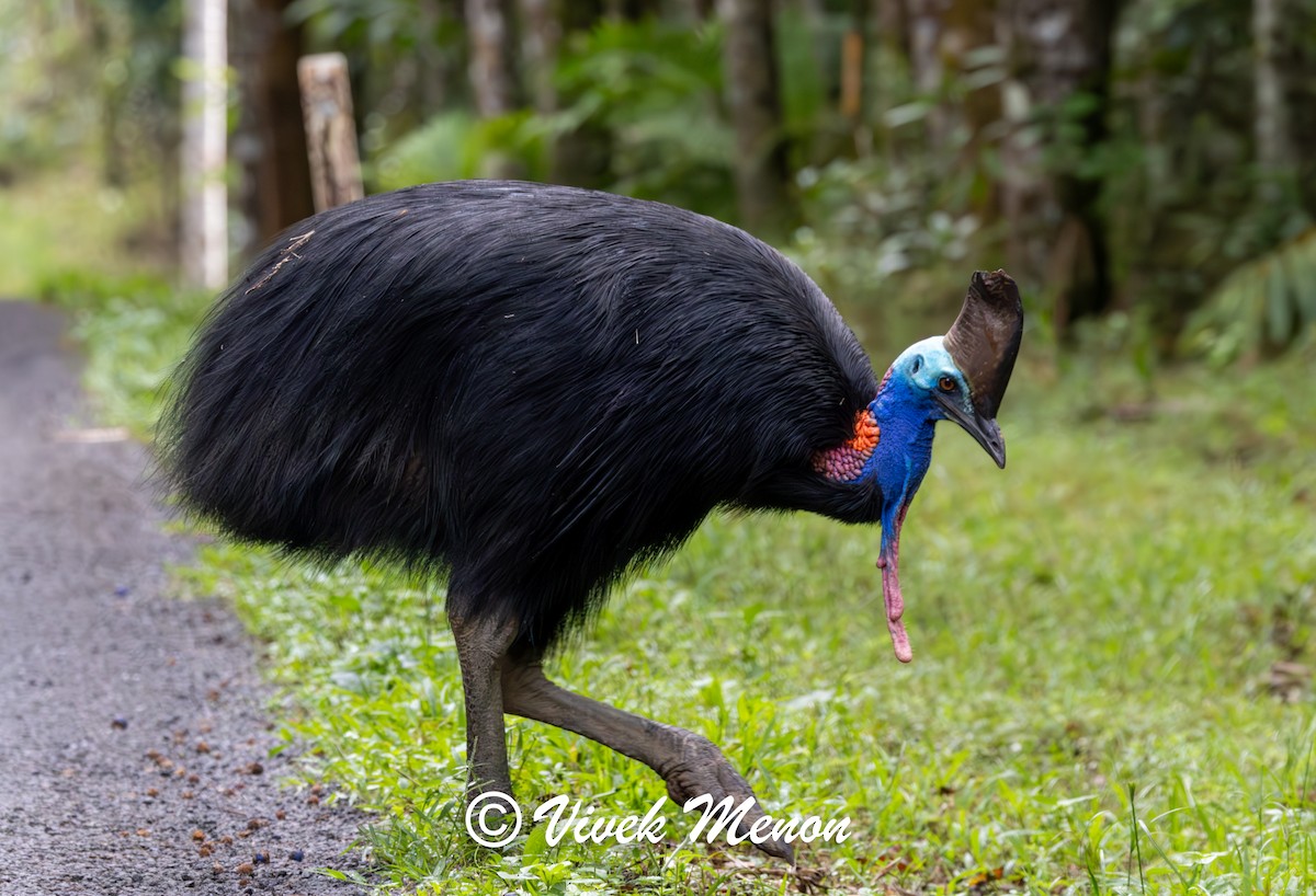 Southern Cassowary - ML640753390