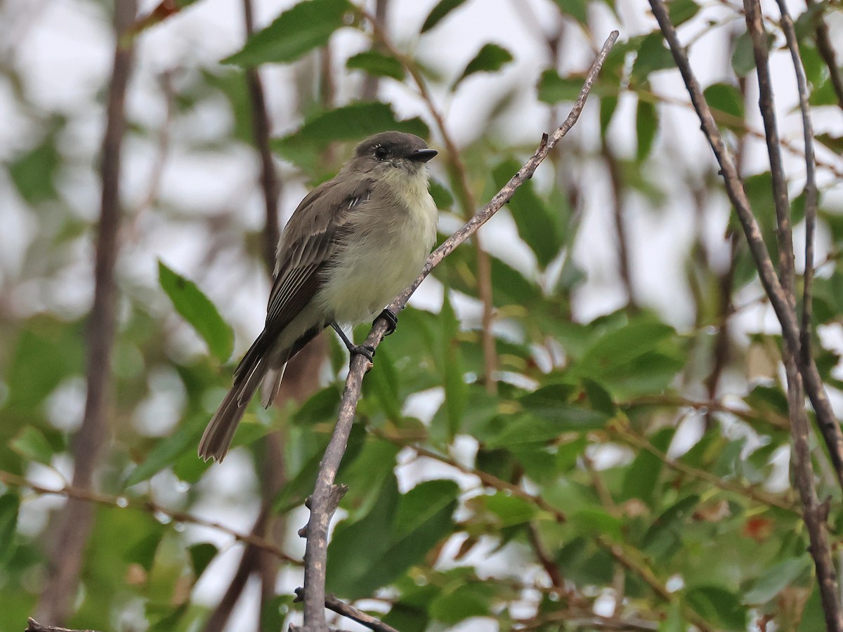 Eastern Phoebe - ML640753421