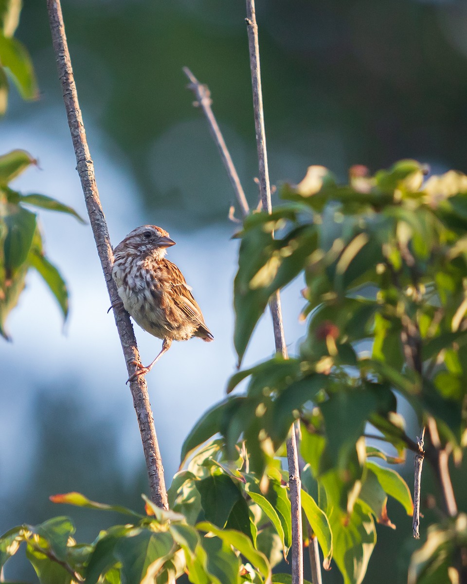 sangspurv - ML640753422