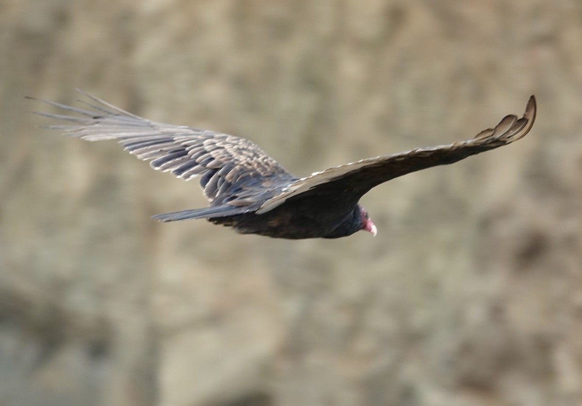 Turkey Vulture - ML640753463