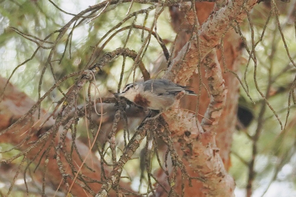 Krüper's Nuthatch - ML640753465