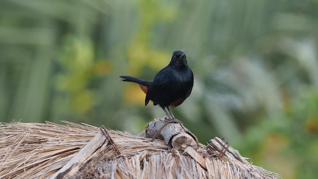 Indian Robin - ML640753537