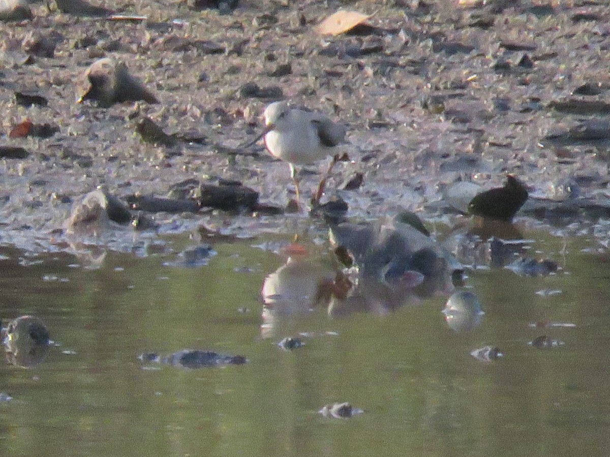 Terek Sandpiper - ML640753541