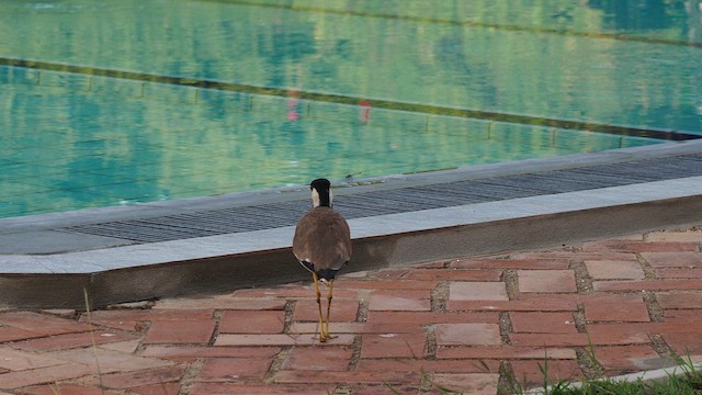 Red-wattled Lapwing - ML640753563
