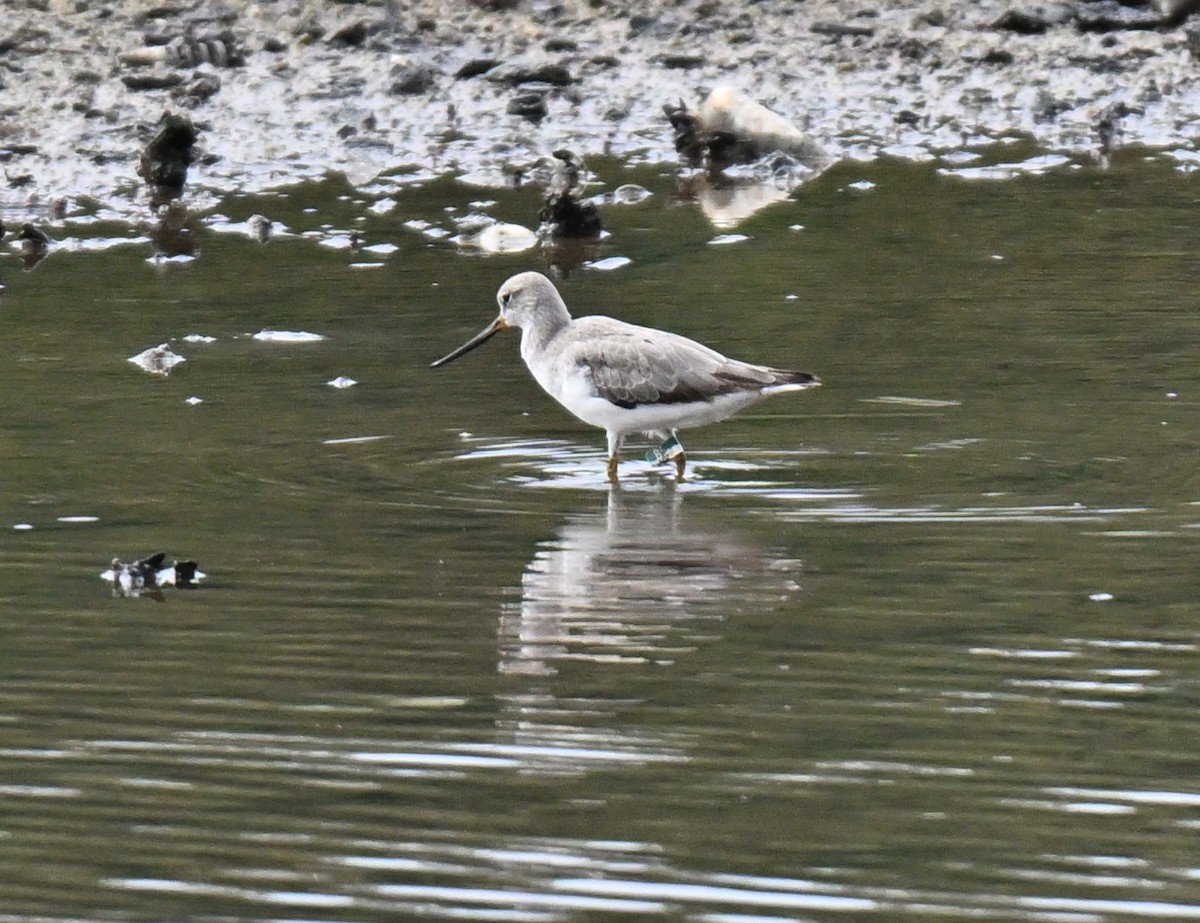Terek Sandpiper - ML640753596