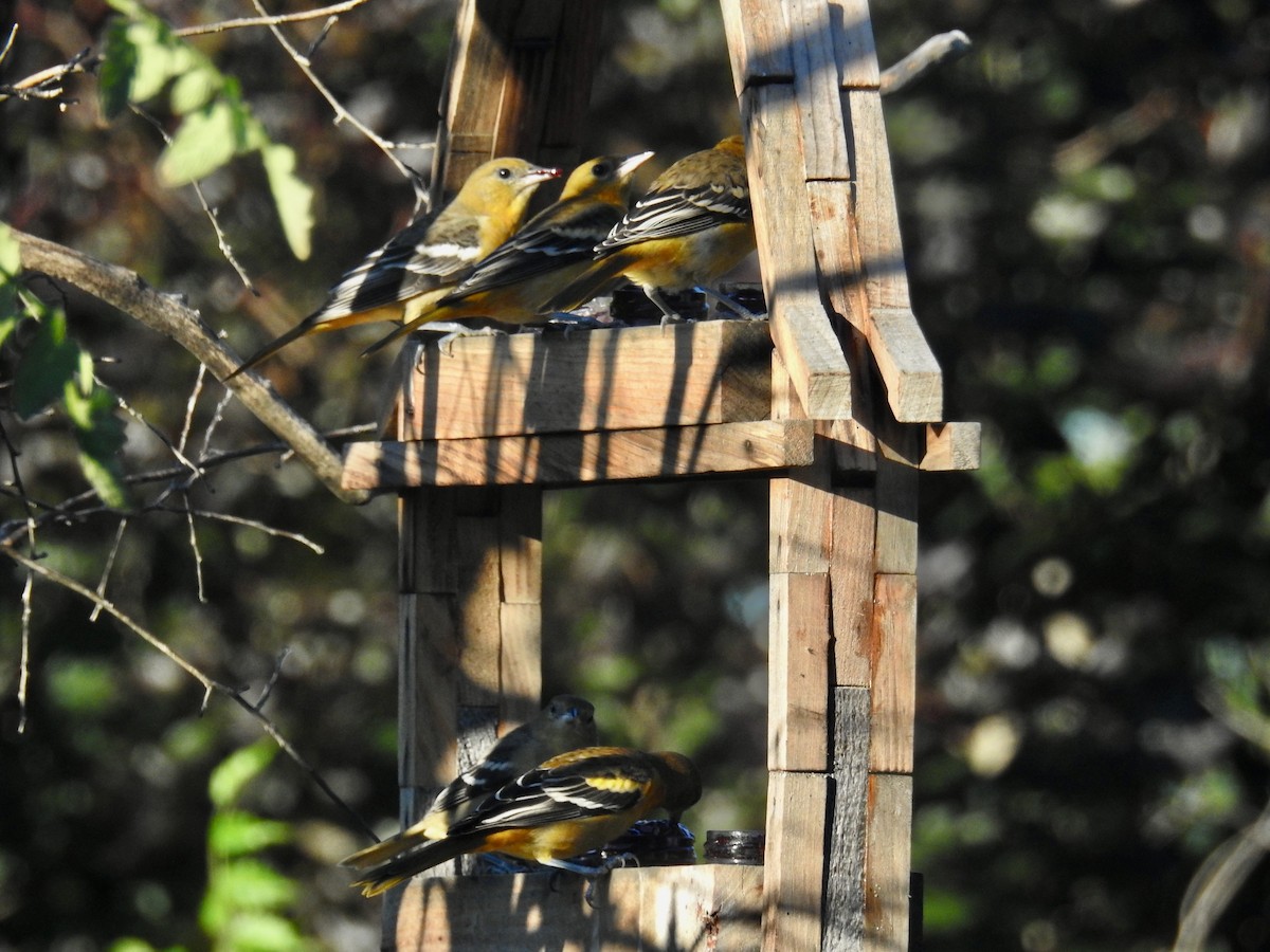 Baltimore Oriole - ML640753618