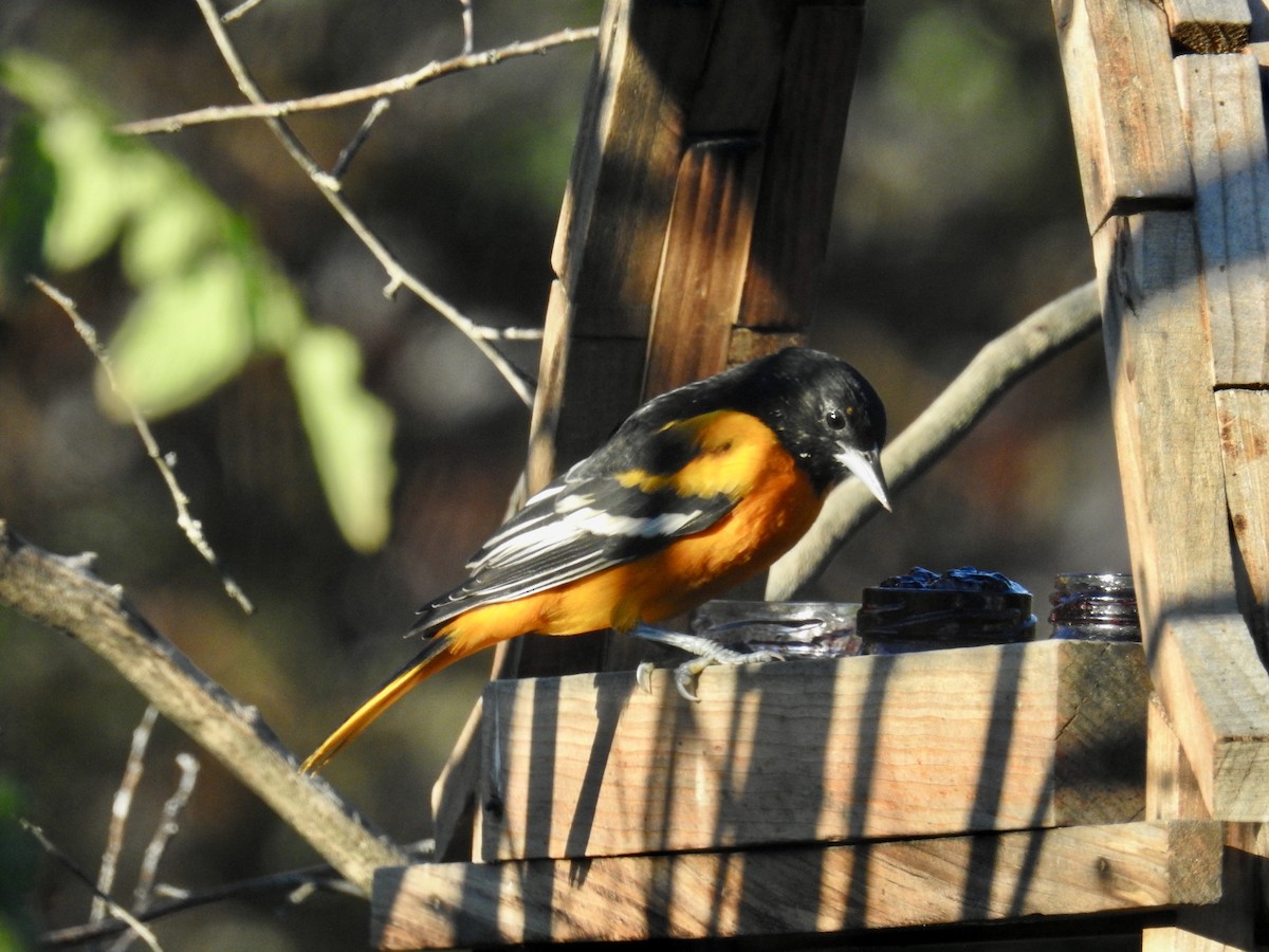 Baltimore Oriole - ML640753619