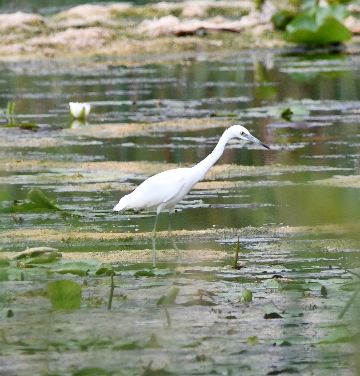 Little Blue Heron - ML640753627