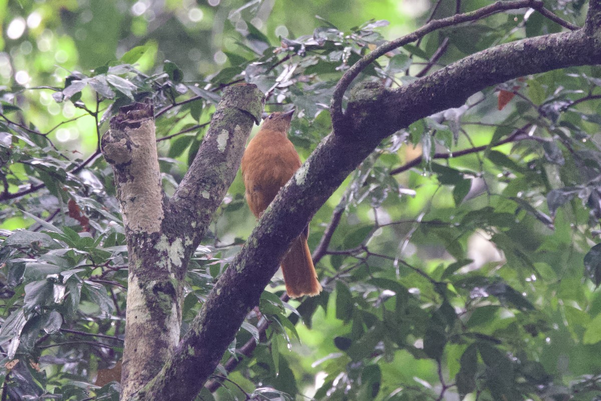 Rufous Flycatcher-Thrush - ML640753668