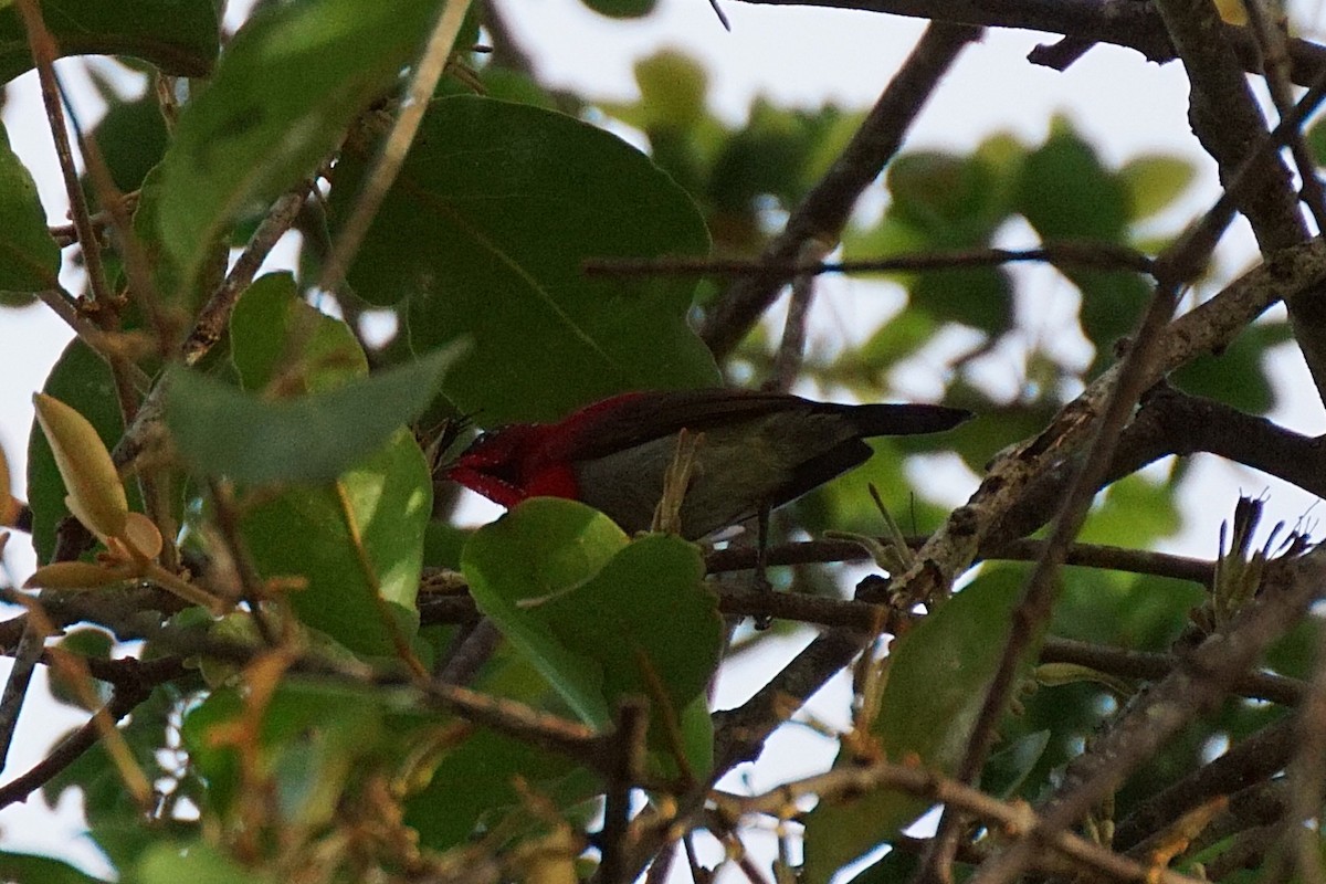Crimson Sunbird - ML640753712
