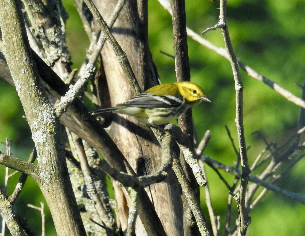 Black-throated Green Warbler - ML640753726