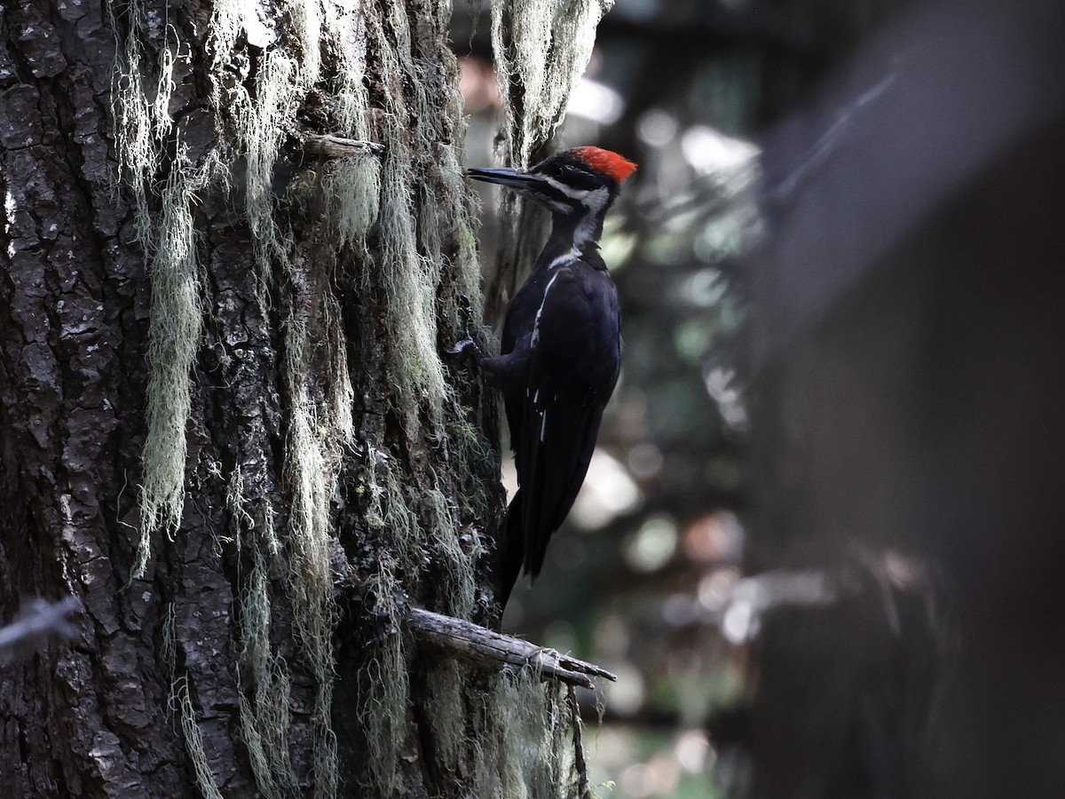 Pileated Woodpecker - ML640753735