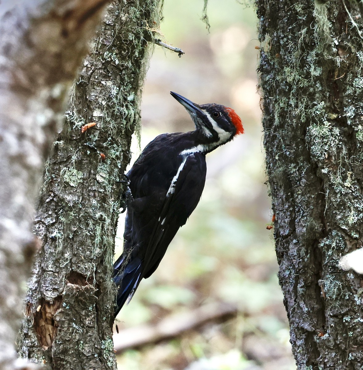 Pileated Woodpecker - ML640753736