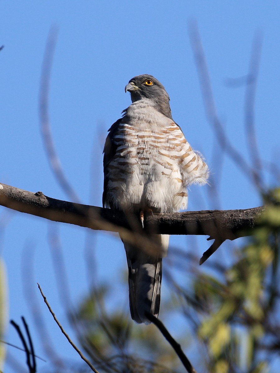 African Cuckoo-Hawk - ML640753737