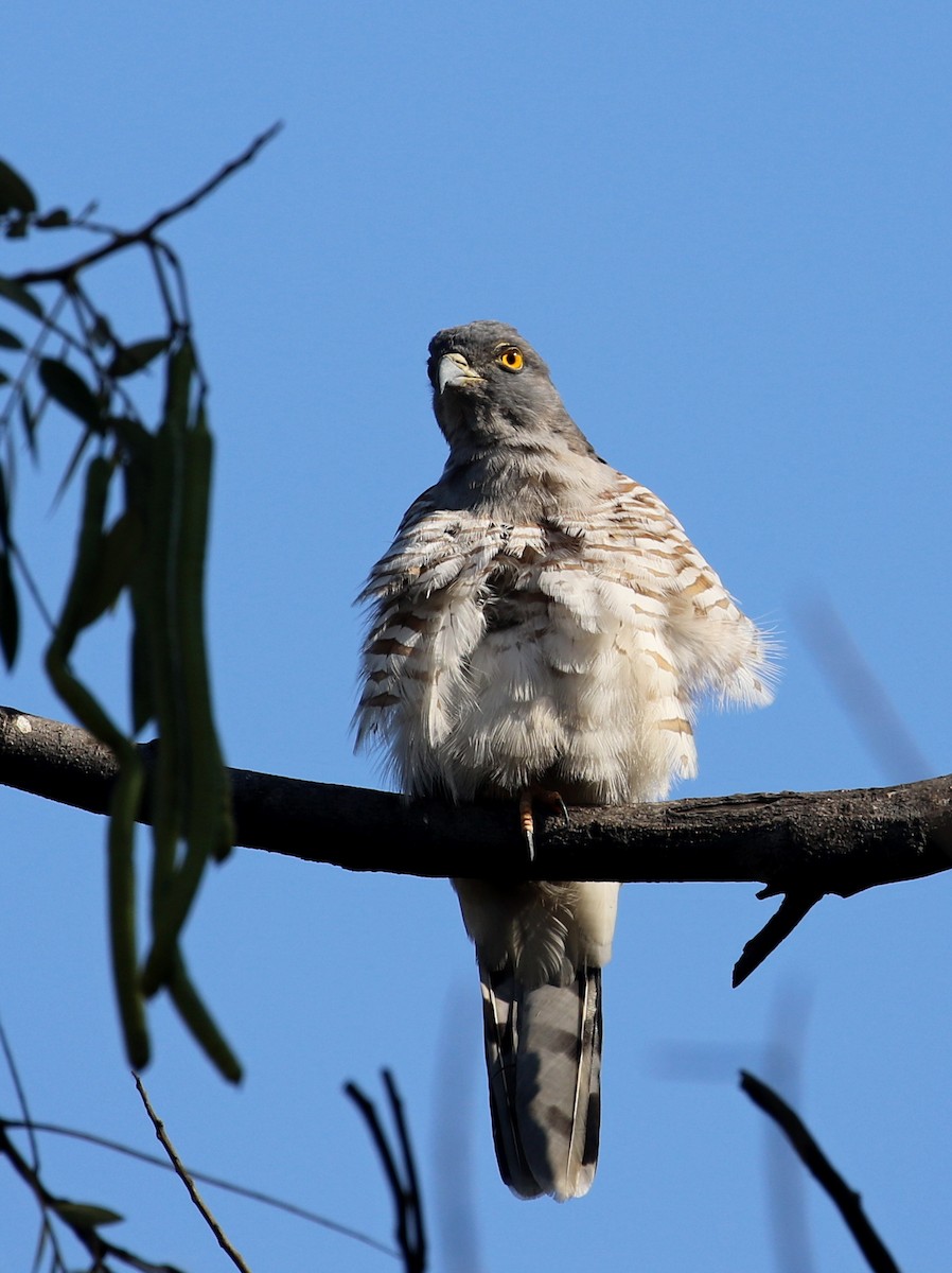 African Cuckoo-Hawk - ML640753738