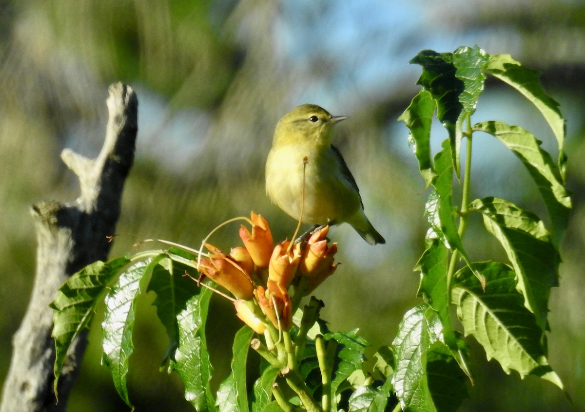 Tennessee Warbler - ML640753750