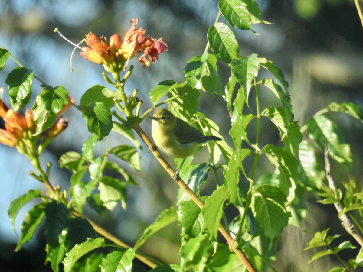 Tennessee Warbler - ML640753751