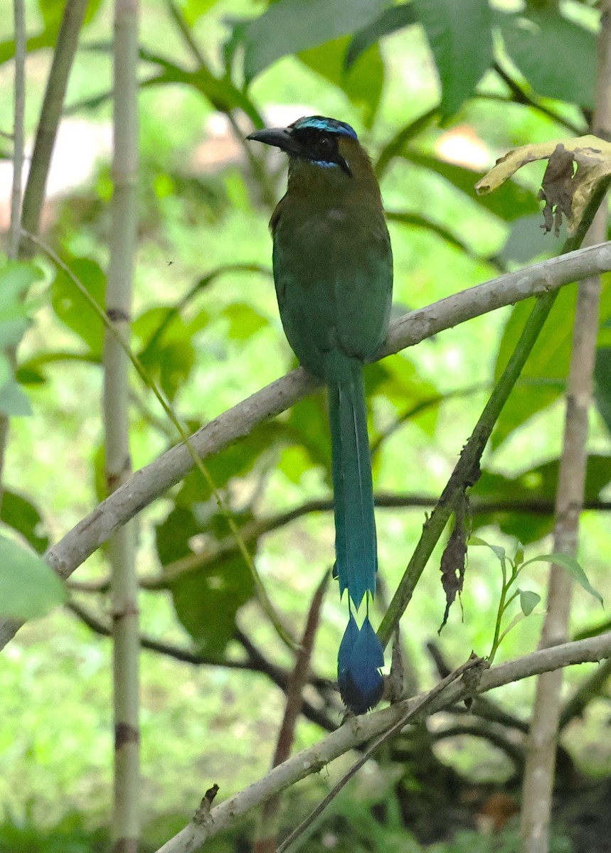 Whooping Motmot - ML640753769