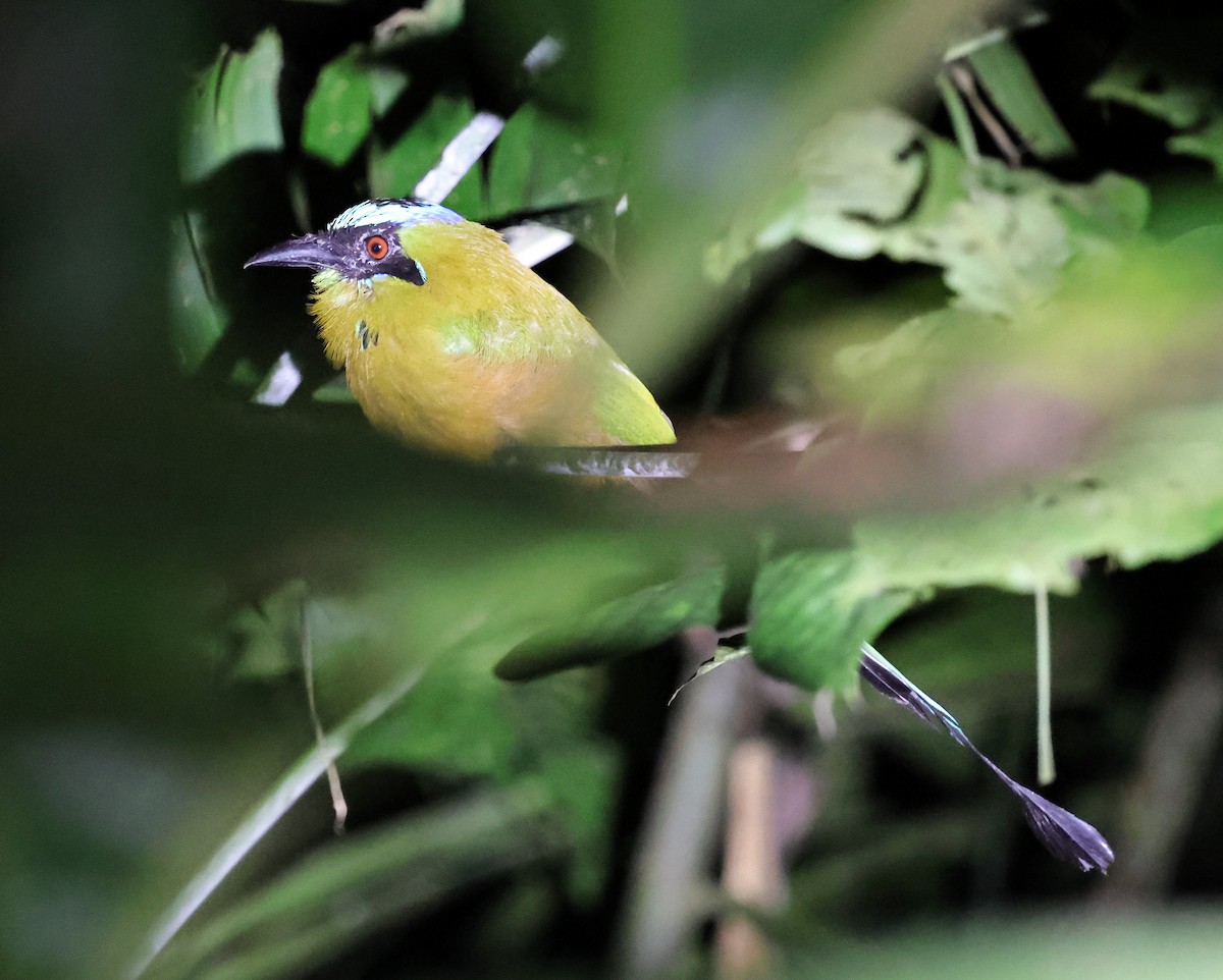 Whooping Motmot - ML640753798
