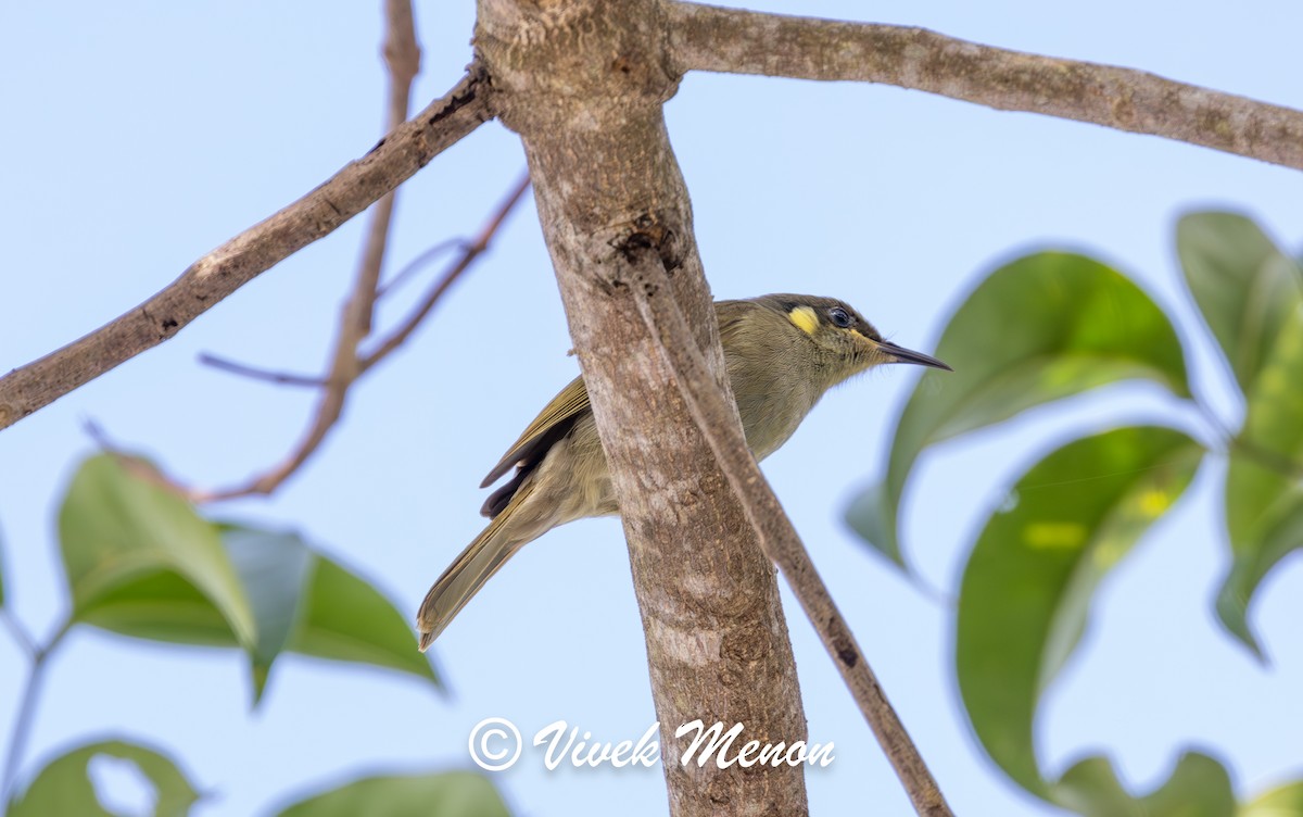Cryptic Honeyeater - ML640753824