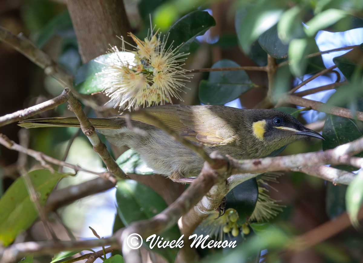 Cryptic Honeyeater - ML640753825