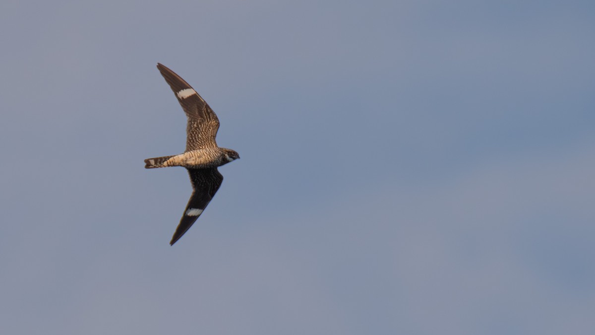 Common Nighthawk - ML640753847