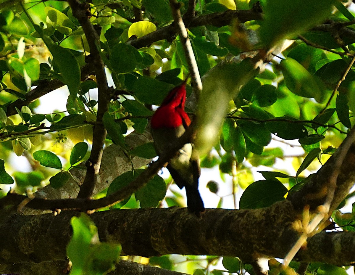 Crimson Sunbird - ML640753889