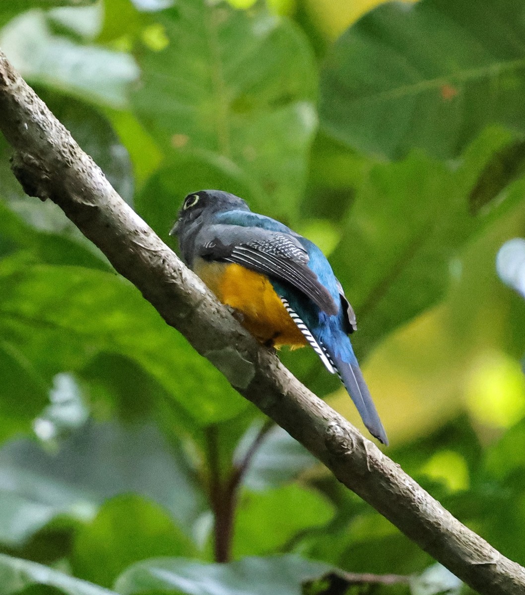 Gartered Trogon - ML640753929