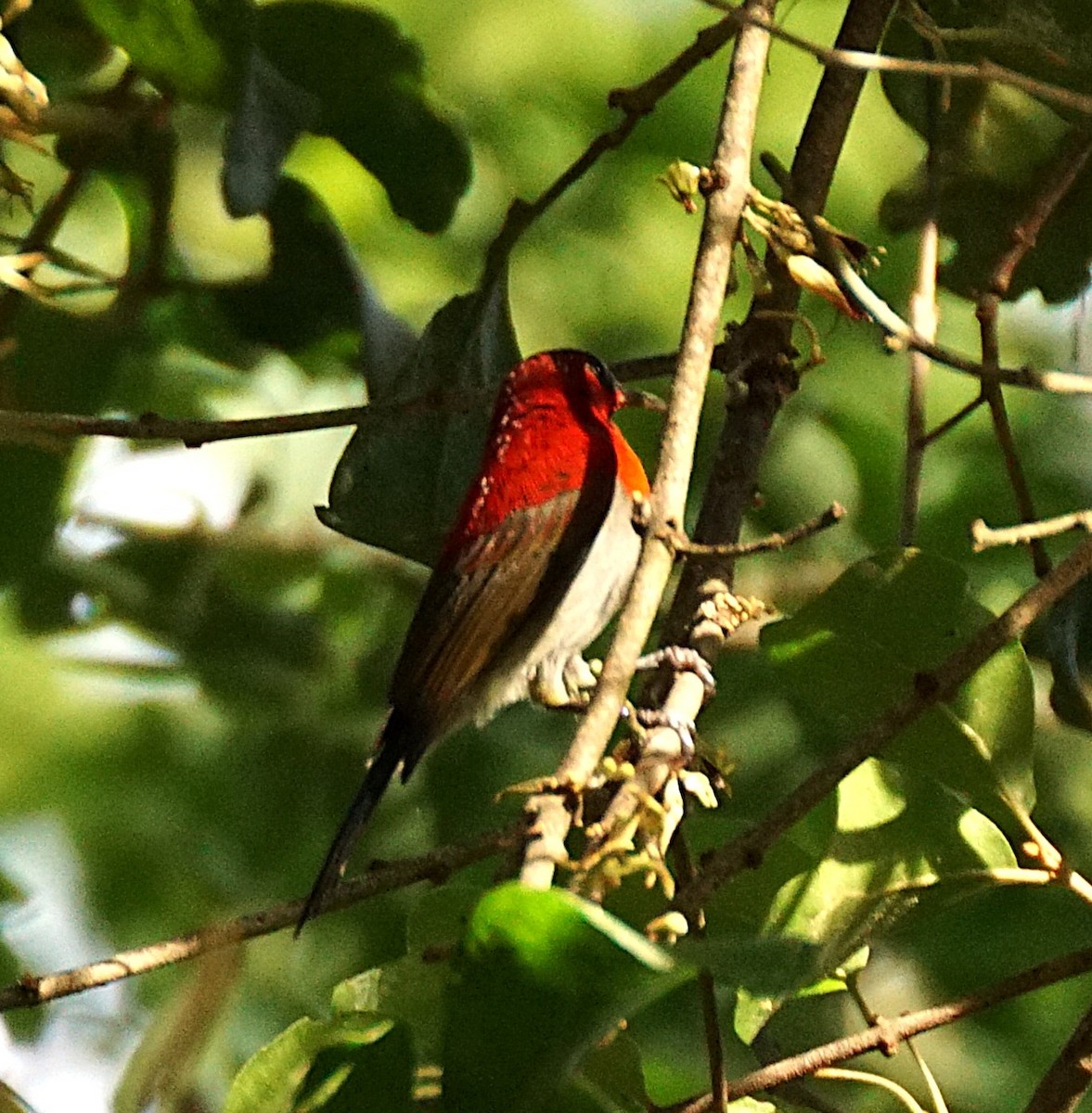 Crimson Sunbird - ML640753937