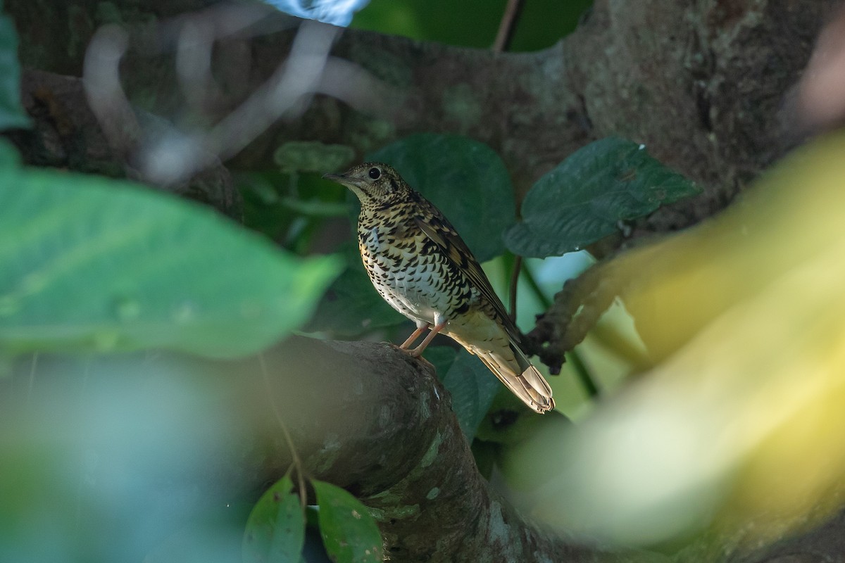 Scaly Thrush - ML640753963